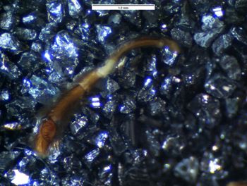 Media type: image; Invertebrate Zoology 20293